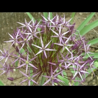 Ail a boule etoilee, Oignon perse, Allium cristophii (fam Liliacees) (Asie centrale) (3)
